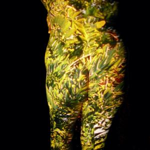 OLIVE TREE OLIVE TREE