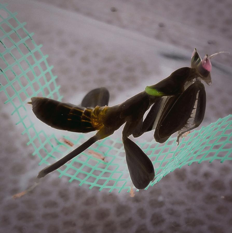 Regina delle Tenebre