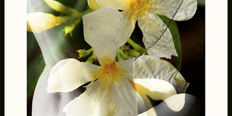 Donnartista Donnartista