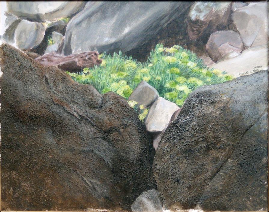 Wild Fennel in Capraia Island