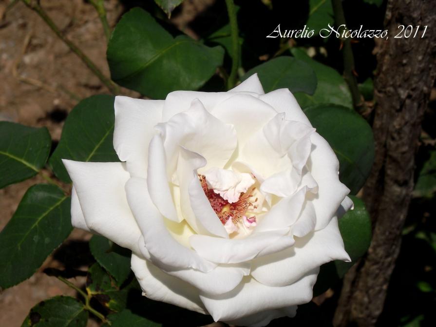 The white rose