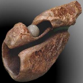 the color of my country (frontal view)