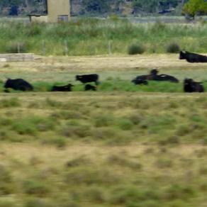 Le calme avant la tempête !