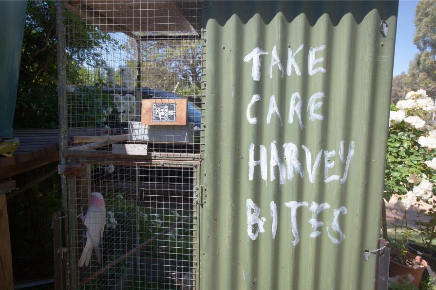 Domestic Animals: Harvey