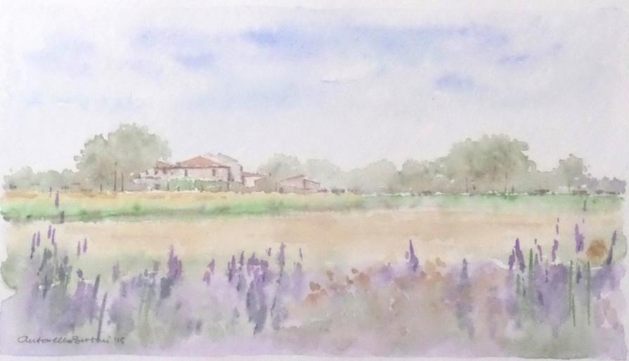 "Campo di lavanda"