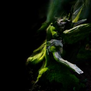 untitled (jin e shari)