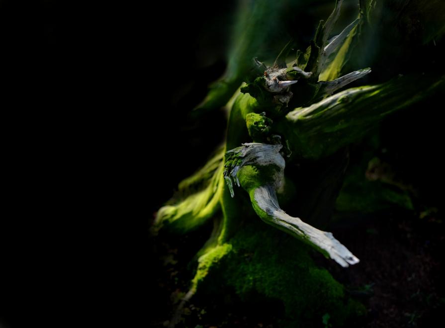 untitled (jin e shari)